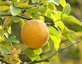 VP 5 Hardy Orange Tree Trifoliate Citrus Trifoliata Poncirus Fruit Flower Seeds - £3.58 GBP