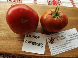 Dwarf Copperhead Tomato - 5+ seeds - P 211 - £1.72 GBP