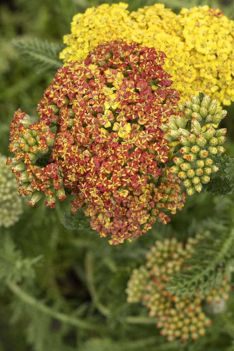 Achillea Desert Eve™ 'Terracotta' Yarrow Terracotta Starter Plant Plug - $29.50