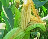 60 Seeds  Bantam 8 Row Sweet Corn Seeds Organic Non Hybrd Native Heirloo... - $8.99