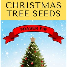 Grow Your Own Christmas Tree Fraser Fir Abies Fraseri Gift Packet Of Tre... - $7.45