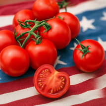 120 42-Day Tomato Seeds, Fastest Tomato in the World, Heirloom Organic, ... - $8.91