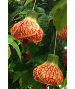 FMG 15 Seeds Abutilon Red Tiger House Flowers Fast Grow - $13.43