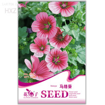 Beautiful Malope Trifida Flower 30 seeds beautiful ornamental flowers li... - £7.03 GBP