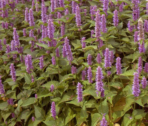 25 Popsicle Pink Lupine Flower Hardy Seed - £6.33 GBP