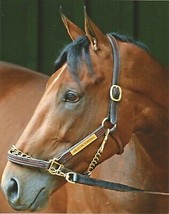 2015 - AMERICAN PHAROAH - Color Close Up Head &amp; Neck Photo #1 - 8&quot; x 10&quot; - £15.69 GBP