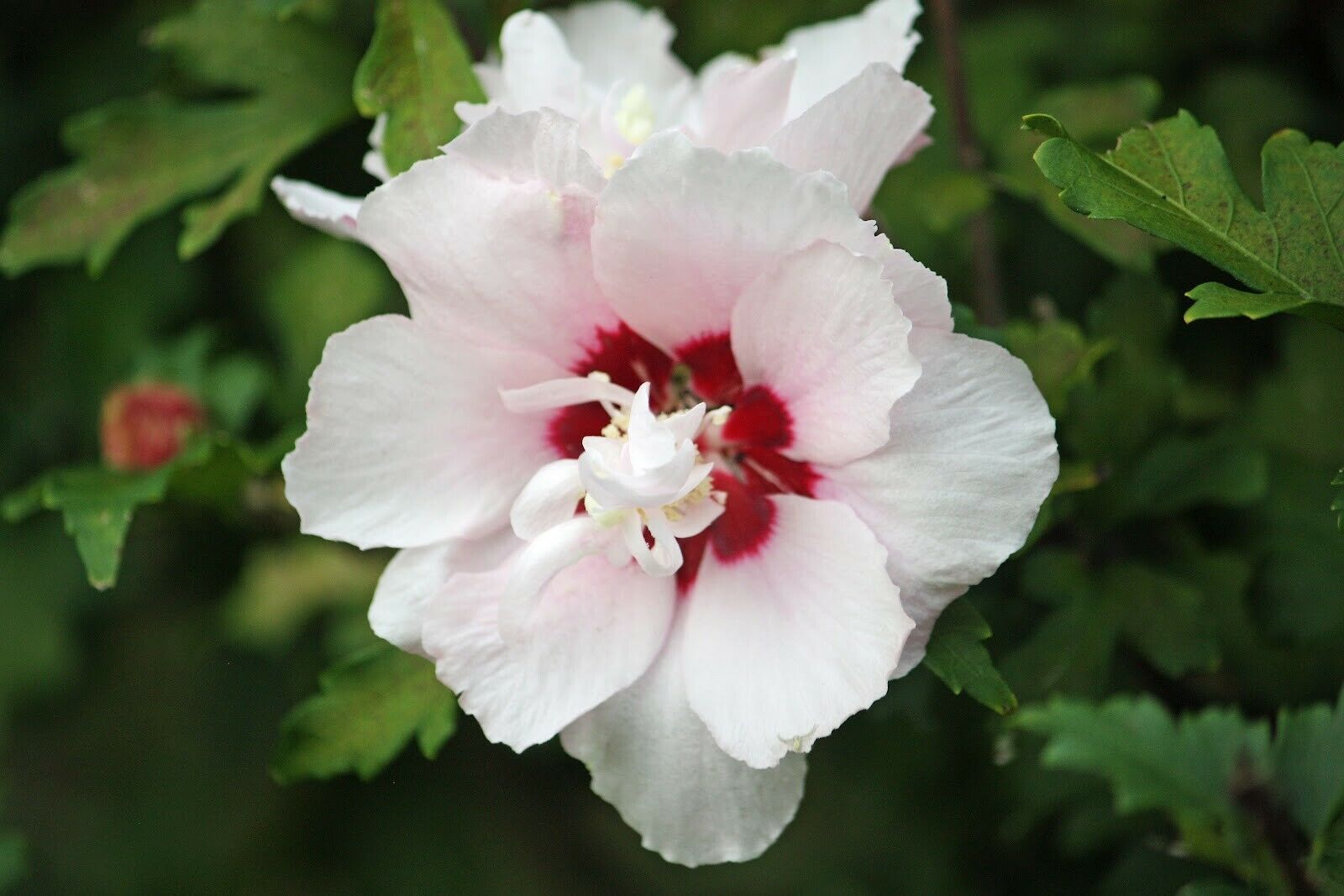 Primary image for Rose of Sharon Plant 1-3 yo Fully Rooted Shrub 6"-42" Tall Hibiscus Tree