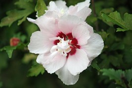 Rose of Sharon Plant 1-3 yo Fully Rooted Shrub 6"-42" Tall Hibiscus Tree - $10.95+