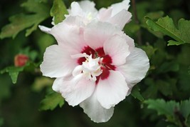 Rose of Sharon Plant 1-3 yo Fully Rooted Shrub 6&quot;-42&quot; Tall Hibiscus Tree - £8.58 GBP+