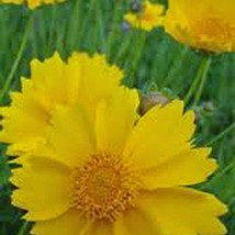 Coreopsis Lanceleaf Flower Seeds Fresh Seeds USA - £5.39 GBP