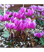 6 Cyclamen Hederifolium Ruby Glow Purple Flowers Beautiful - $6.11
