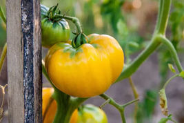 50 Seeds Basinga Tomato Vegetable Garden - £7.84 GBP