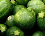 Round Zucchini Seeds 15 Squash Vegetables Cooking Culinary Fast Shipping - $8.99