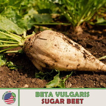 100 Sugar Beet Seeds Beta Vulgaris Open Pollinated Deer Magnet Fresh Fas... - $6.98
