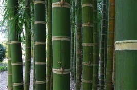 SD 50 Guadua Bamboo Seeds Privacy Plant Garden Clumping Shade Screen Fas... - $12.11