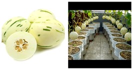 Snow Leopard Melon Seeds Gaya 300 Seeds International Ship - £17.29 GBP