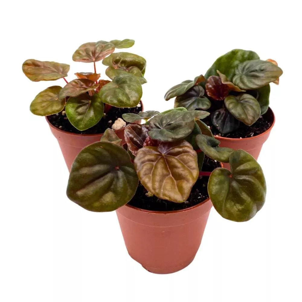 Peperomia inocolate 2 in Set of 3 Brown-Red Emerald Ripple Pep Caperata - £32.46 GBP