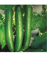 Burpless Cucumber Seeds – Easy to Digest, Crisp &amp; Sweet – Great for Salads! - $5.51