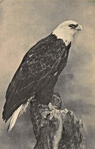CHICAGO MUSEUM NATURAL HISTORY-BALD EAGLE~PHOTO INFORMATION CARD-POSTCAR... - £4.13 GBP