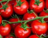 Large Red Cherry Tomato Seeds 100 Garden Vegetables Sauce Salad Fast Shi... - $8.99