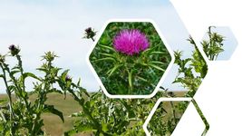 SHIP FROM US 20 Blessed Milk Thistle Seed - Silybum marianum, ZG09 - £12.72 GBP