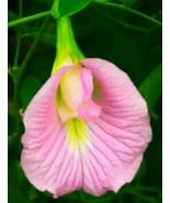 SEPTH Clitoria Ternatea Pink 10 Seeds Butterfly Pea Garden Vine Asian Pi... - $10.87