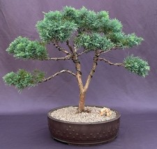 Shimpaku Juniper Bonsai Tree  (juniper chinensis &#39;shimpaku&#39;)  - £361.67 GBP