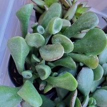 Ogre Ear Jade Plant, 2 inch live succulent, Crassula Ovata &#39;Ogre Ear&#39; - £6.42 GBP