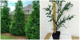Thuja Green Giant Arborvitae Tree - Live Plant, 12-18&quot; Tall - Quart Pot - H03 - £55.94 GBP