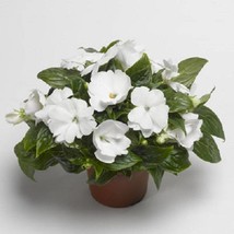 Mpb#4 Impatiens 25 New Guinea Florific White Fresh Seeds USA Seller - £13.93 GBP