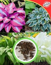 White Leaves with Thick Red Edges Hosta Seeds 100 Pcs. hosta mix seeds - $12.45