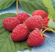 Caroline Red Raspberry 4 to 6 Inch &quot;Rubus Idaeus&quot; Live Starter Plant - $18.49