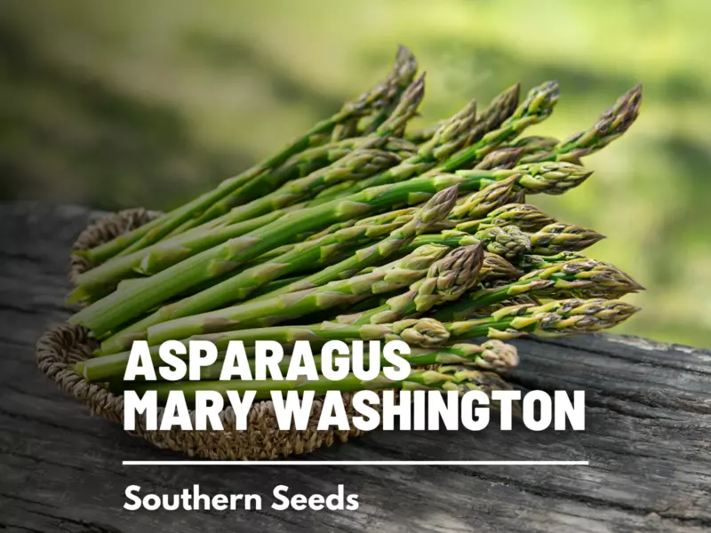 50 Seeds Asparagus Mary Washington Heirloom Seeds Ensure R API D Lush Gardens - £7.85 GBP