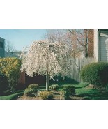1 pcs Weeping Cherry Tree – Shidare Yoshino | Graceful Pink Blossoms in Spring - $37.79