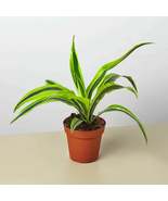 Dracaena Deremensis 'Lemon Lime' - $21.99+