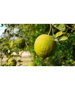 5+ Ponderosa Lemon Seeds for Garden Planting I Large Indian Wild Orange ... - €10,41 EUR