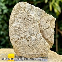 Genuine Ammonite Fossil Chunk with Suture Patterns + Stand - Beacon Limestone, - $9.05