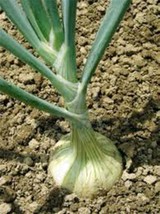 Onion, Spanish White, Heirloom, Organic 25+ Seeds, Sweet, Great For Cooking - £3.92 GBP