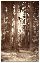 Zan-844 Cathedral Grove Muir Woods National Monument California RPPC Postcard - £11.81 GBP