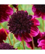 HT 25 Rock Star Dahlia Seeds Flowerperennial Flowering 1148 Garden Seeds - $10.13