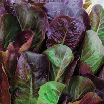 Romaine Lettuce Cimmaron 200 Seeds Garden Fresh USA Shipping - $9.58