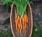 Little Finger Heirloom carrot seeds  Crisp  One Gram Approx 750 Non GMO - £8.77 GBP