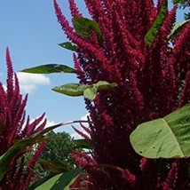 US Seller Opopeo Amaranth Seeds Packet Of 30 Seeds Fast Shipping - £13.30 GBP