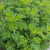 New Mugwort Seeds 500 Artemisia Vulgaris Herb Fresh USA Garden - $9.99