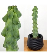 PPA 15+ Seeds Boobie Cactus   House Plant-  Garden- Flowers - $6.83