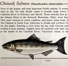 Chinook Salmon 1939 Fresh Water Fish Art Gordon Ertz Color Plate Print P... - £23.44 GBP