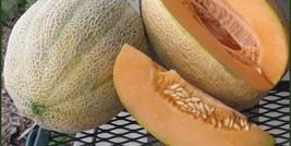 Melon hale&#39;s best jumbo seeds code 431 ; 30Seeds - $4.99