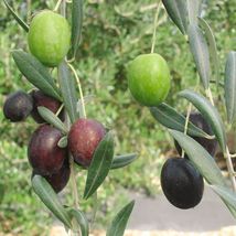 Olea Europaea - live plant - Olive Tree - &#39;Manzanillo&#39; - Garden - Outdoor Living - £33.66 GBP