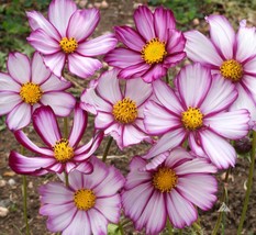 35 Cosmos Pink Picotee Seeds Drought Tolerant Flower Long Lasting Annual - £14.32 GBP