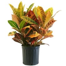 Live Plant Croton Petra, Codiaeum Variegatum Petra, Houseplant - $24.00